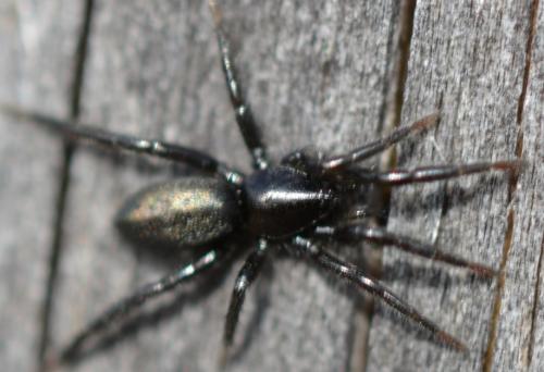 Zelotinae